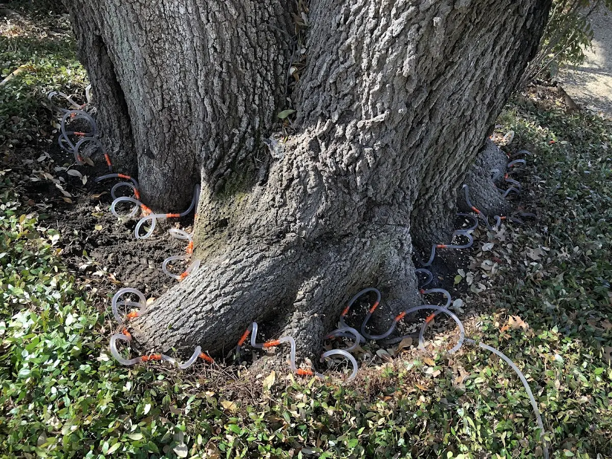 Detailed Tree Cabling and Bracing job site in Irvington