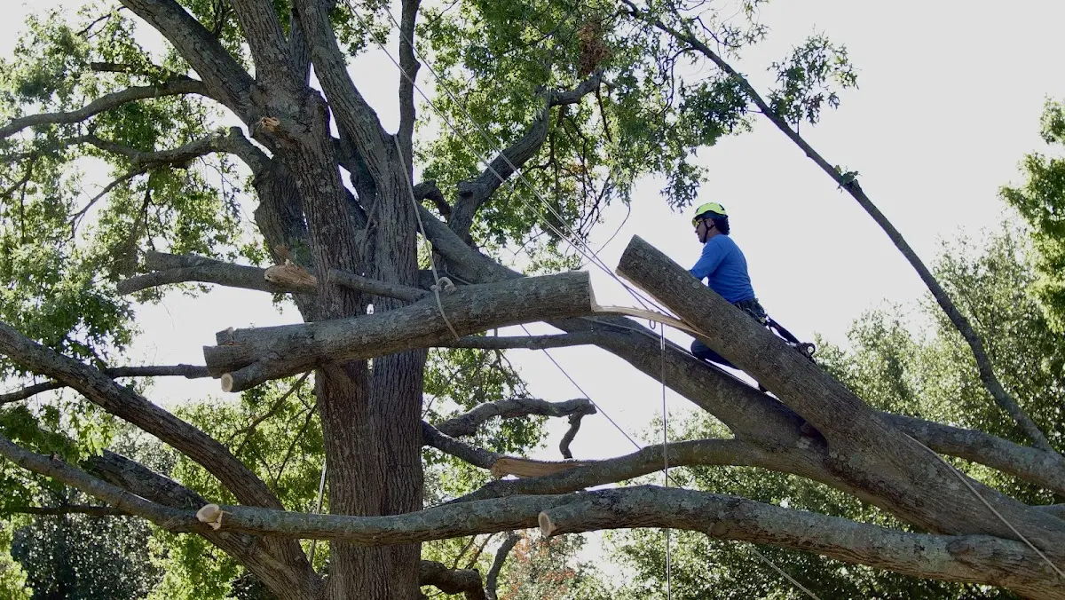 Professional Crown Thinning performed by certified arborists in Irvington